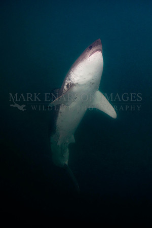 A salmon shark rises out of the dark, frigid depths of Prince William Sound, Alaska