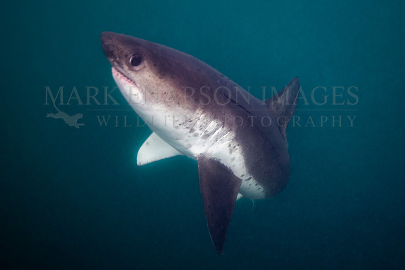 A salmon shark hunts the cold waters of Prince William Sound, Alaska