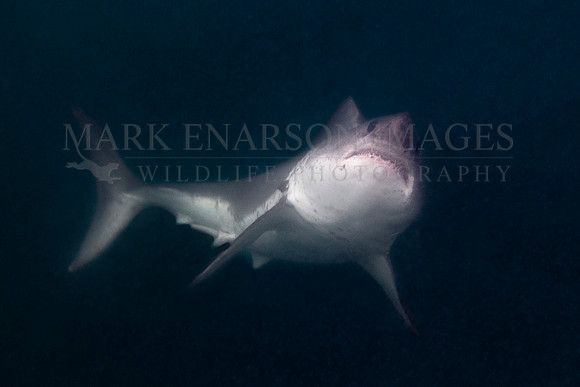 A salmon shark ascends out of the darkness, at Prince William Sound, Alaska