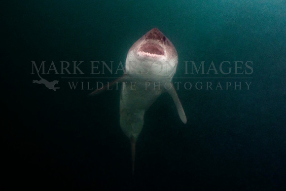 A salmon shark rises out of the frigid depths of Prince William Sound, Alaska