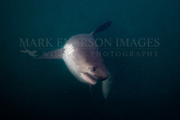 A salmon shark hunts the cold waters of Prince William Sound, Alaska