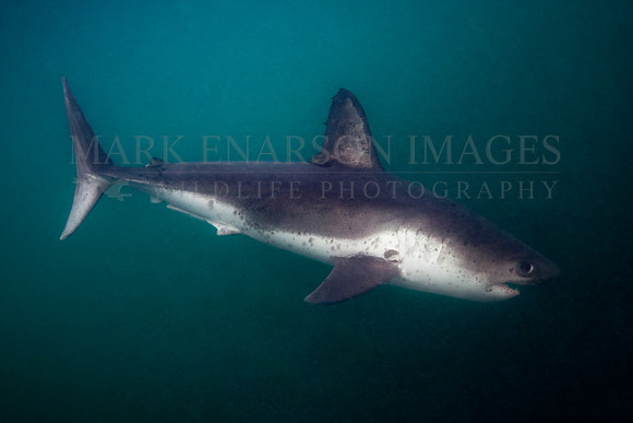 A salmon shark hunts the cold waters of Prince William Sound, Alaska
