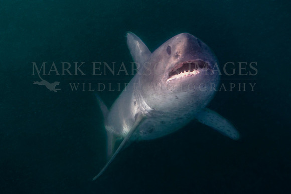 A salmon shark rises out of the frigid depths of Prince William Sound, Alaska