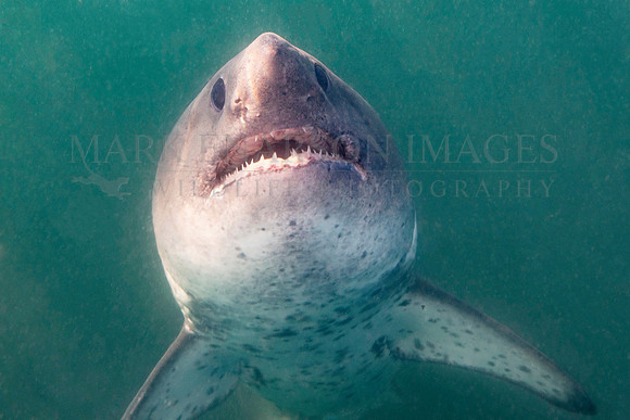 A salmon shark hunts the cold waters of Prince William Sound, Alaska