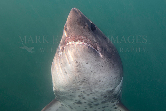 A salmon shark hunts the cold waters of Prince William Sound, Alaska
