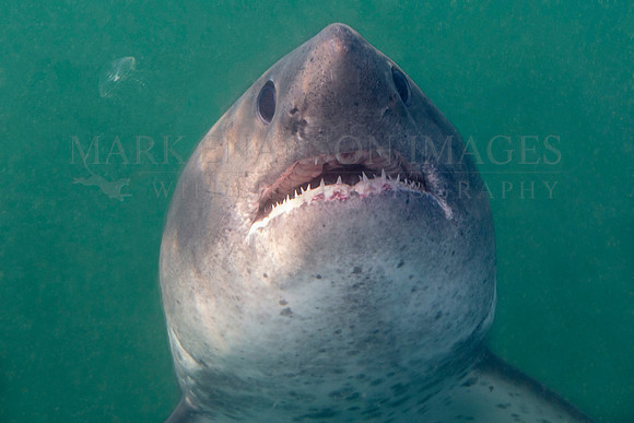 A salmon shark hunts the cold waters of Prince William Sound, Alaska