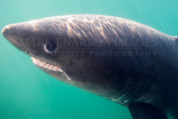 A salmon shark hunts the cold waters of Prince William Sound, Alaska