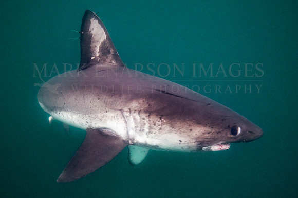 A salmon shark hunts the cold waters of Prince William Sound, Alaska