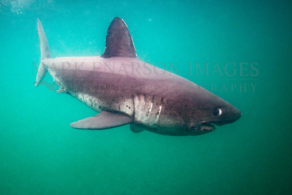 A salmon shark hunts the cold waters of Prince William Sound, Alaska