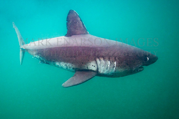 A salmon shark hunts the cold waters of Prince William Sound, Alaska