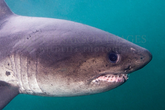 A salmon shark hunts the cold waters of Prince William Sound, Alaska