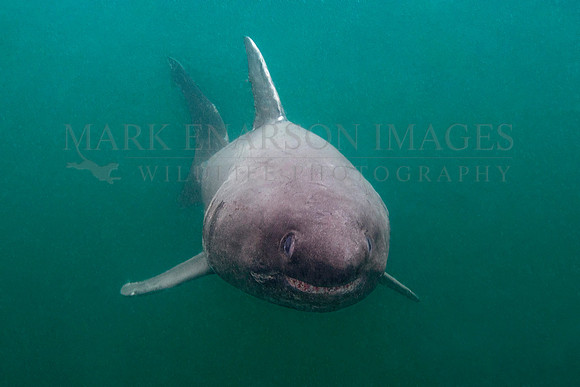 A salmon shark hunts the cold waters of Prince William Sound, Alaska