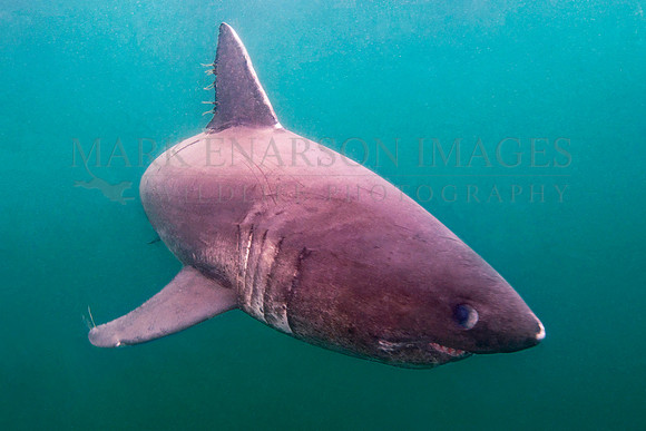 A salmon shark hunts the cold waters of Prince William Sound, Alaska