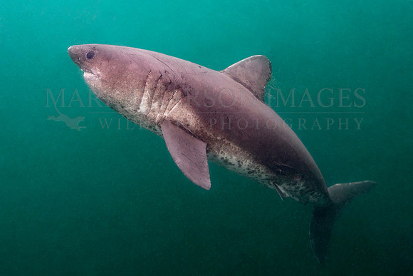 A salmon shark hunts the cold waters of Prince William Sound, Alaska