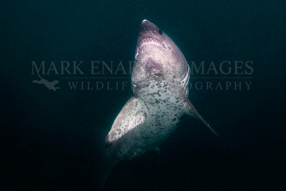 A salmon shark rises out of the frigid depths of Prince William Sound, Alaska