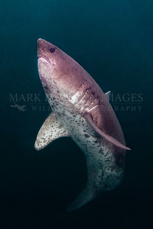 A salmon shark hunts the cold waters of Prince William Sound, Alaska