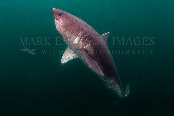 A salmon shark hunts the cold waters of Prince William Sound, Alaska