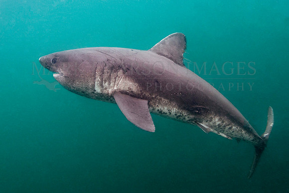 A salmon shark hunts the cold waters of Prince William Sound, Alaska