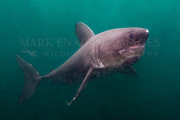 A salmon shark hunts the cold waters of Prince William Sound, Alaska