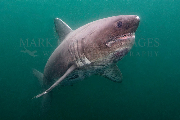 A salmon shark hunts the cold waters of Prince William Sound, Alaska