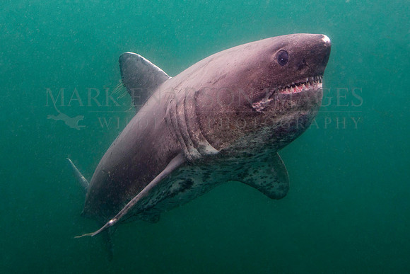 A salmon shark hunts the cold waters of Prince William Sound, Alaska