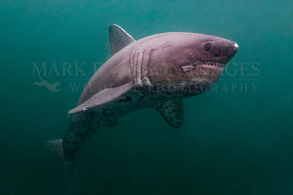 A salmon shark hunts the cold waters of Prince William Sound, Alaska