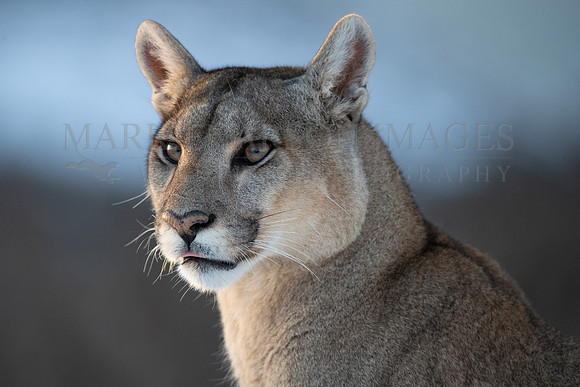 A puma at Torres del Paine, Chile