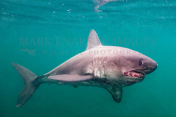 A salmon shark hunts the cold waters of Prince William Sound, Alaska