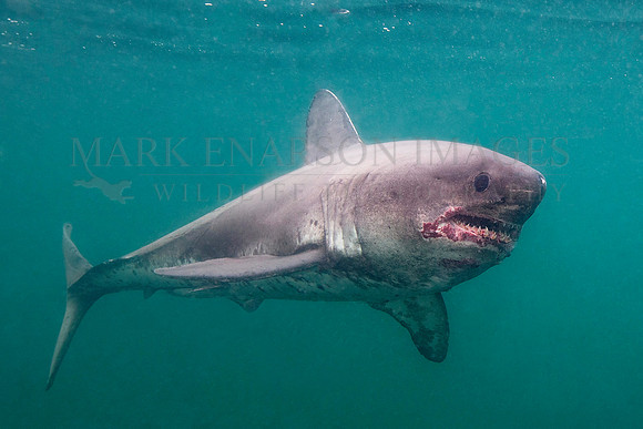 A salmon shark hunts the cold waters of Prince William Sound, Alaska