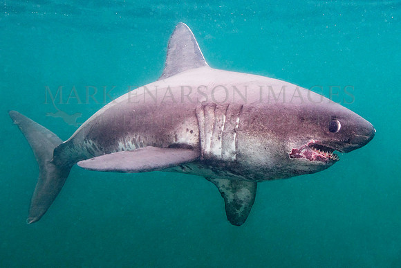A salmon shark hunts the cold waters of Prince William Sound, Alaska