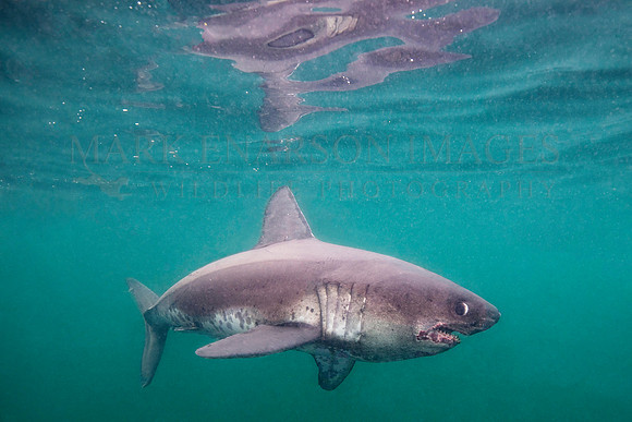 A salmon shark hunts the cold waters of Prince William Sound, Alaska