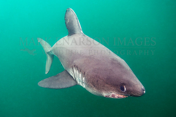 A salmon shark hunts the cold waters of Prince William Sound, Alaska