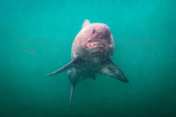 A salmon shark hunts the cold waters of Prince William Sound, Alaska