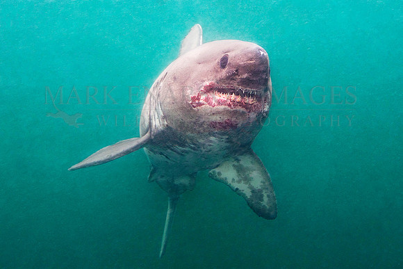 A salmon shark hunts the cold waters of Prince William Sound, Alaska