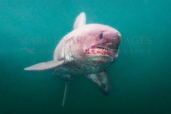 A salmon shark hunts the cold waters of Prince William Sound, Alaska
