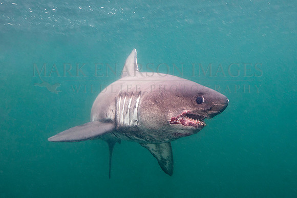 A salmon shark hunts the cold waters of Prince William Sound, Alaska