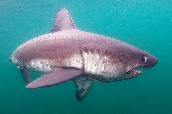 A salmon shark hunts the cold waters of Prince William Sound, Alaska