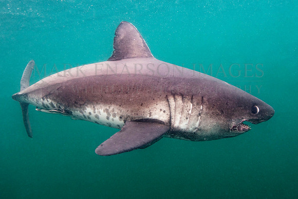 A salmon shark hunts the cold waters of Prince William Sound, Alaska