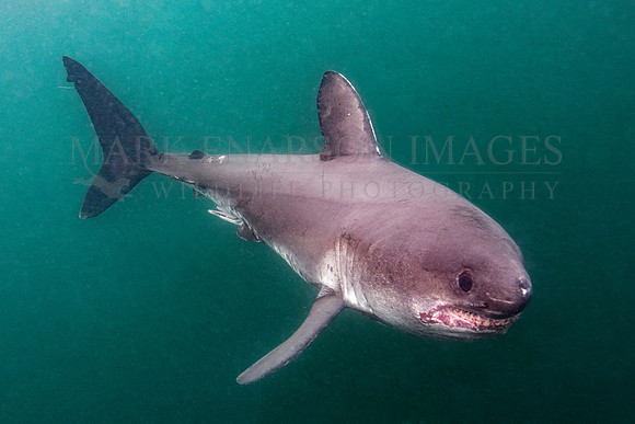 A salmon shark hunts the cold waters of Prince William Sound, Alaska