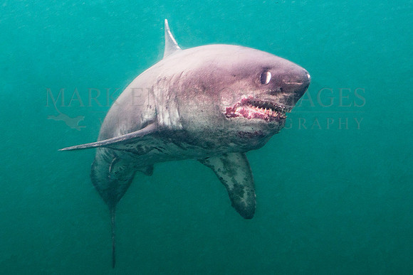 A salmon shark hunts the cold waters of Prince William Sound, Alaska