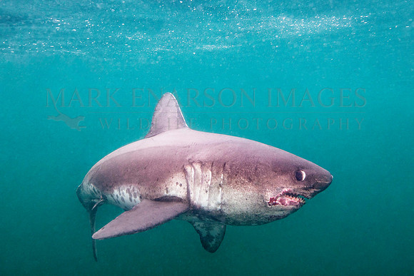 A salmon shark hunts the cold waters of Prince William Sound, Alaska