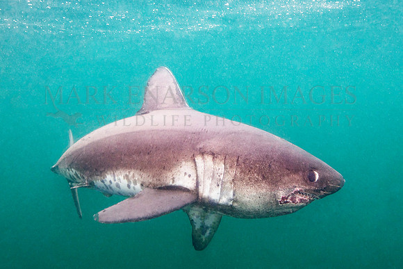A salmon shark hunts the cold waters of Prince William Sound, Alaska
