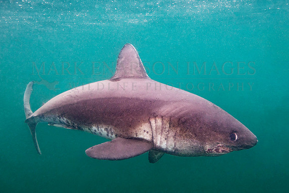 A salmon shark hunts the cold waters of Prince William Sound, Alaska