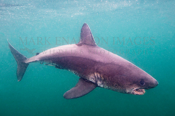 A salmon shark hunts the cold waters of Prince William Sound, Alaska