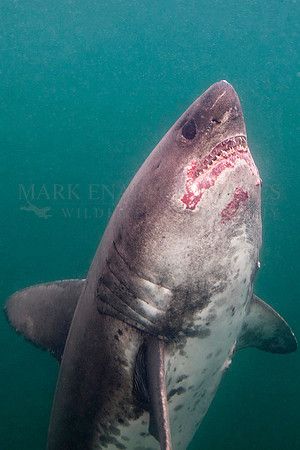 A salmon shark hunts the cold waters of Prince William Sound, Alaska