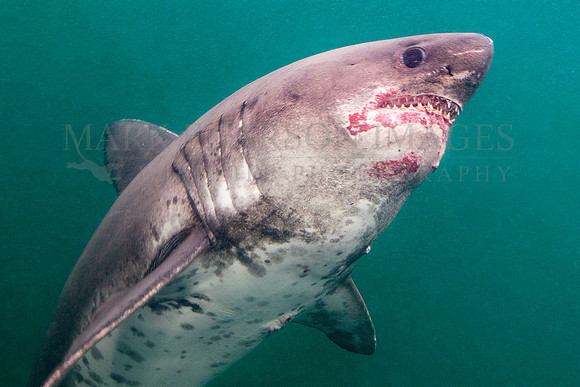 A salmon shark hunts the cold waters of Prince William Sound, Alaska