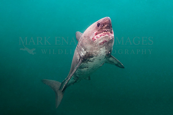 A salmon shark hunts the cold waters of Prince William Sound, Alaska