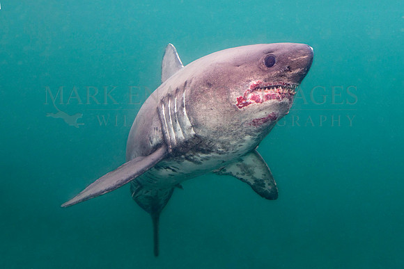 A salmon shark hunts the cold waters of Prince William Sound, Alaska