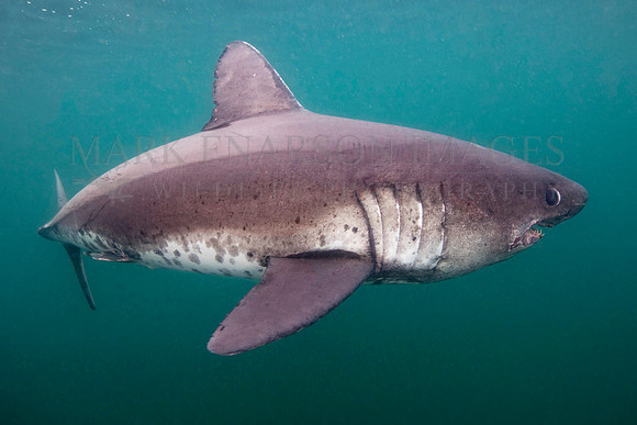 A salmon shark hunts the cold waters of Prince William Sound, Alaska
