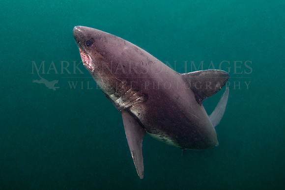 A salmon shark hunts the cold waters of Prince William Sound, Alaska